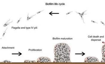 神秘的生物膜，并不是不可阻挡！
