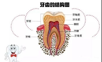 【牙疼】为什么医生建议先【根管治疗】而不是【补牙】？
